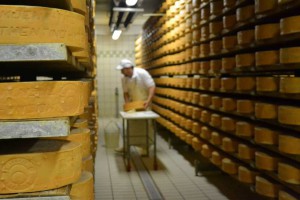 Puzzone di Moena DOP - strada dei formaggi delle Dolomiti